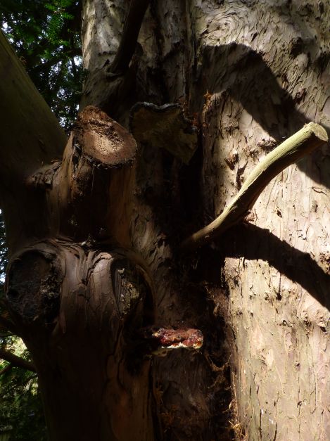 Mature fruit body on yew in Finchley, London.